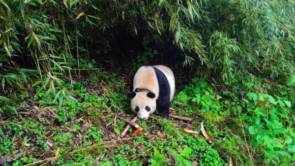 百家乐正规平台2026最新版下载 灿艳中国行·访问大熊猫国度公园|“熊猫故乡”筑牢国宝生态家园